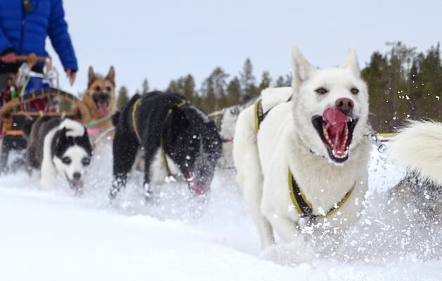 Siberian Huskys in voller Aktion