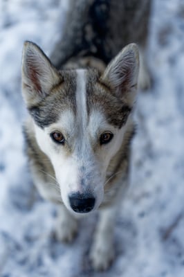 ATHENA; geb 27.05.2021 - Pate: Iris Schmitz