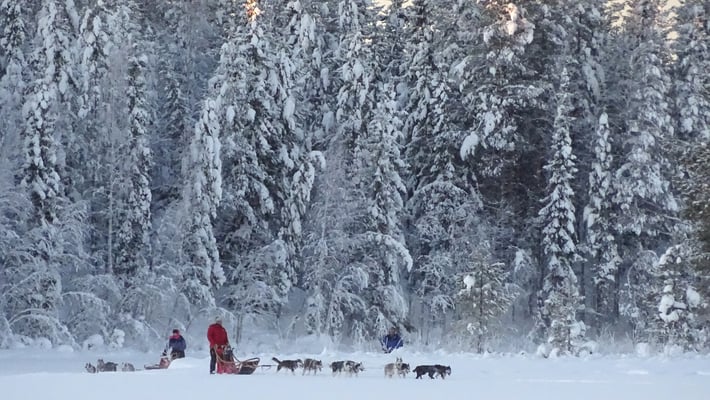 Mit dem Hundeschlitten durch Lappland
