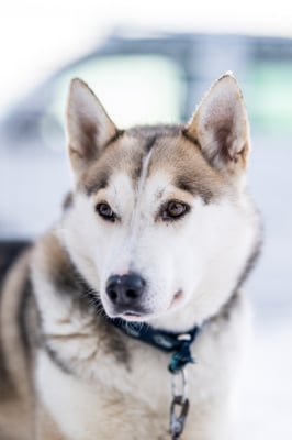 ELVIS, geb 16.03.2017 - Pate: Susanne Eichler