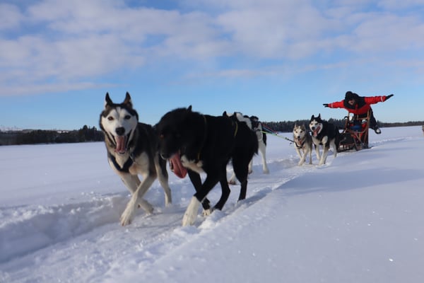 Hundeschlittentouren in Schweden