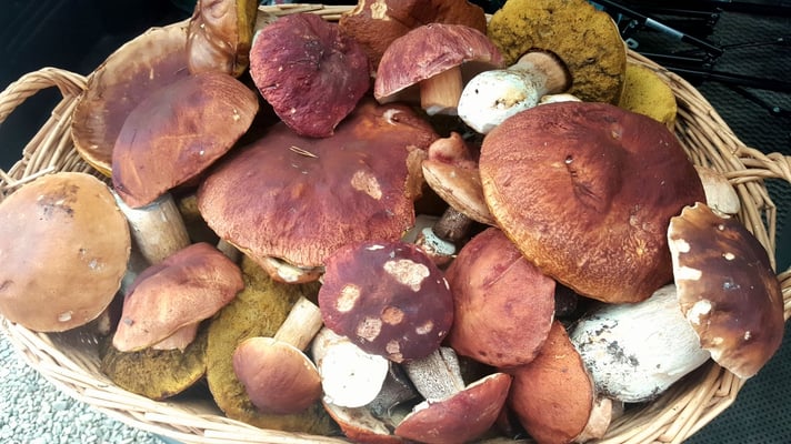 Steinpilze in Lappland