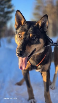 TOFFEE, geb 01.06.2024