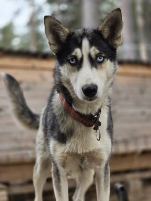 ENERGY, geb 07.05.2023 - Pate: Stefan Nawrath