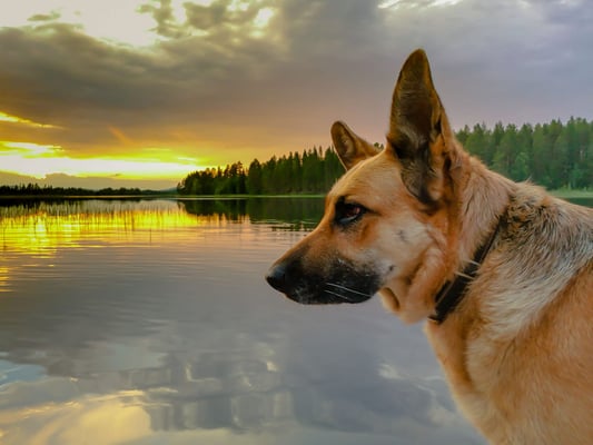 Buffy im Sonnenuntergang