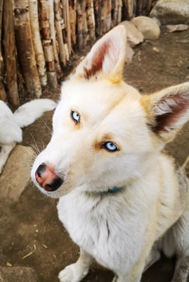 ELSIE, geb 13.08.2019 - Pate: Tom+Ute, Michaela Hauke