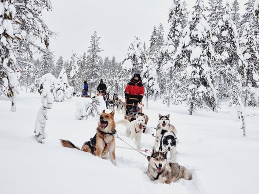 Husky Touren durch tief verschneites Lappland