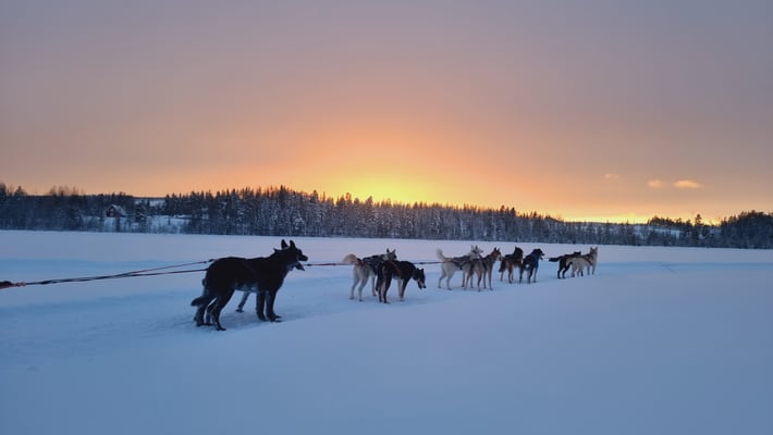 Huskytouren durch Lappland