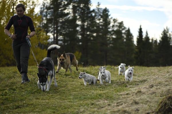 Welpen in Lappland begleiten