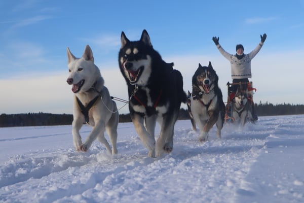 Hundeschlittentour in Schweden