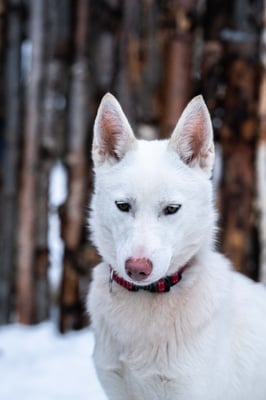 DIAMOND, geb 13.03.2019