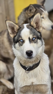 INFERNO, geb 13.11.2024