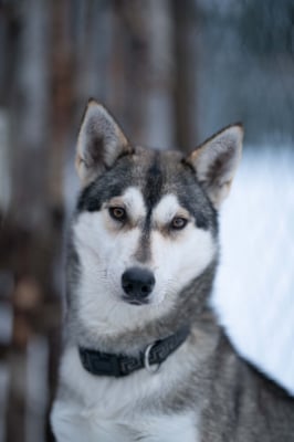 BONNY, geb 15.06.2018 