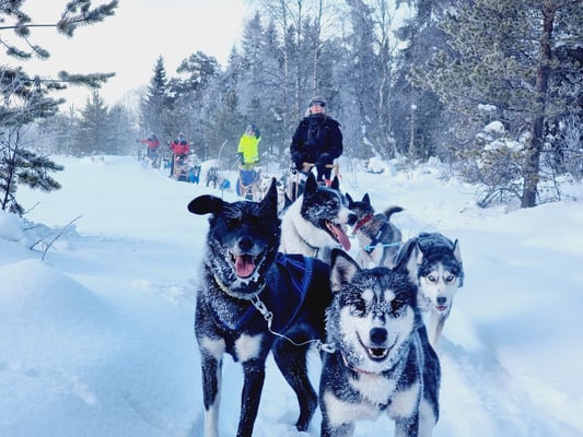 Schlittenhundetour in Lappland