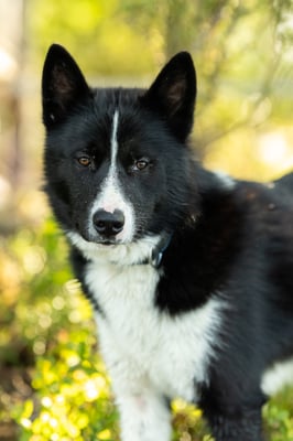 SHADOW, geb 26.08.2019  -  Pate: Anja Seglers