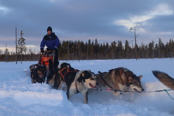 Schlittenhunde in ihrem Element erleben!