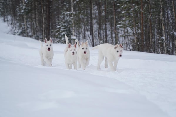 Unsere Siberian Husky Welpen