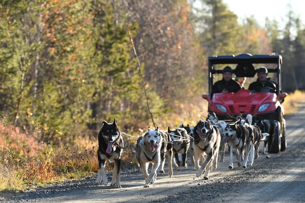Schlittenhunde Aufbautraining vor dem Winter