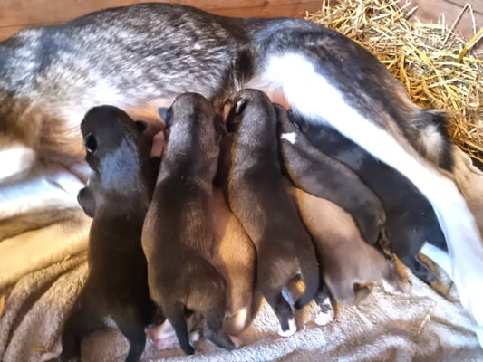 siberian husky valpar