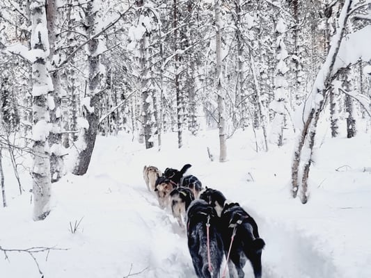 Huskytour durch Lapplands Weiten