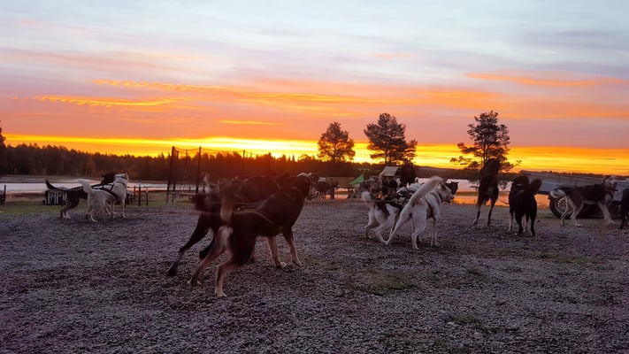 Die Huskys in Lappland wollen immer Laufen!