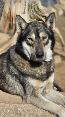 BOOMER, geb 23.10.2023