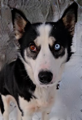 TSUNAMI, geb 17.09.2019  -Pate: Ursula Gertsch