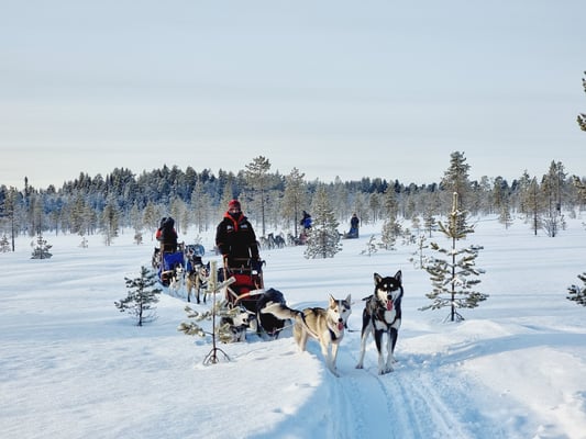 Schlittenhundetouren durch Lappland