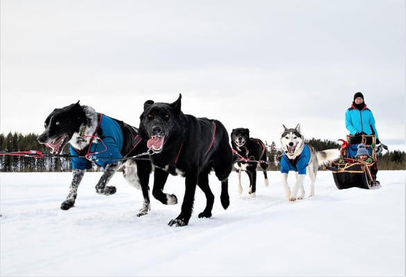 Schlittenhundetour in Schweden - mit Moni von Lapplands Drag