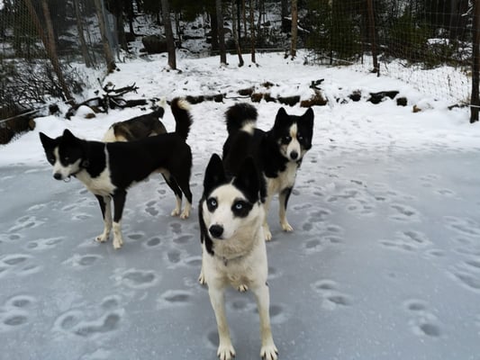 Huskys auf dem Eis in Schweden/Lappland