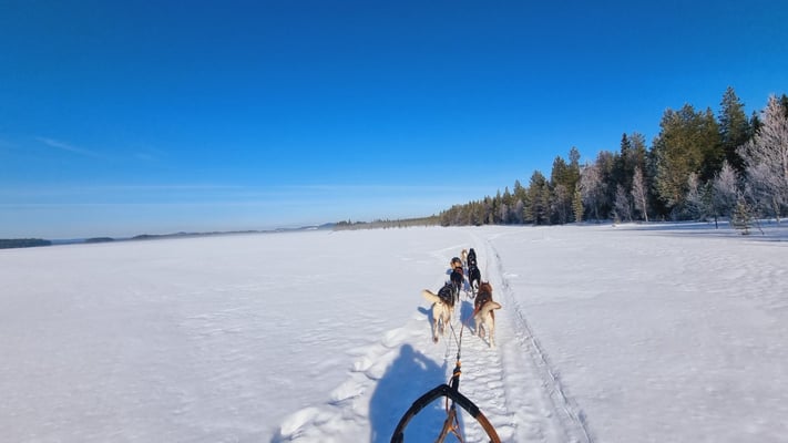 Huskytouren durch Lapplands Weiten