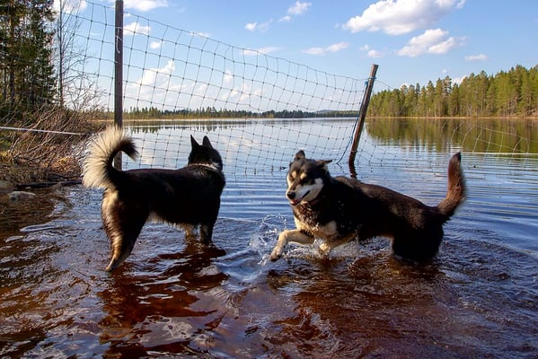 Huskys nach dem Winter im Chillmodus