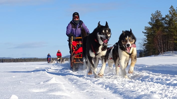Auf Huskytour  in Lappland