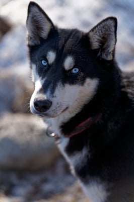 DENALI, geb 22.10.2022 - Pate: Chris Enning