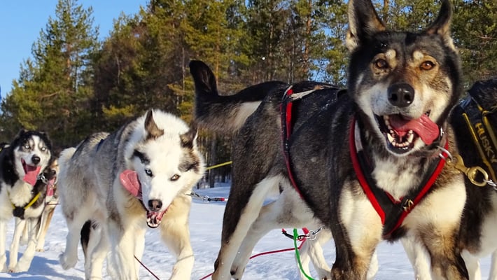 Hundeschlittentouren in Schweden