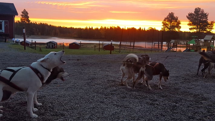 Hundeschlittentouren in Lappland