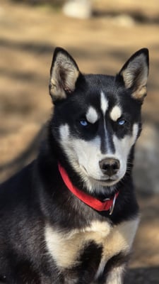 INARI, geb 13.11.2024