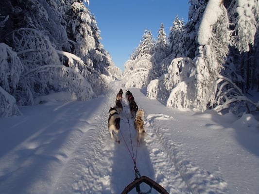 Huskytour in Lappland
