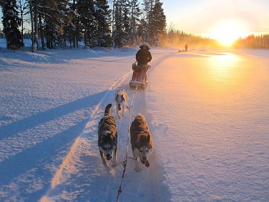 äventyr och hundspann i lappland