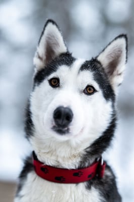 COOKIE, geb 15.01.2022