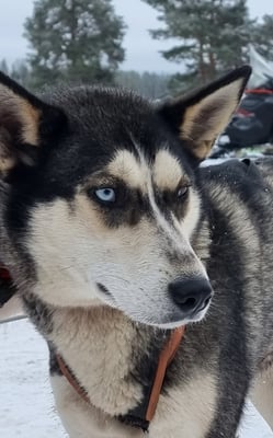 DAKOTA, geb 22.10.2022 