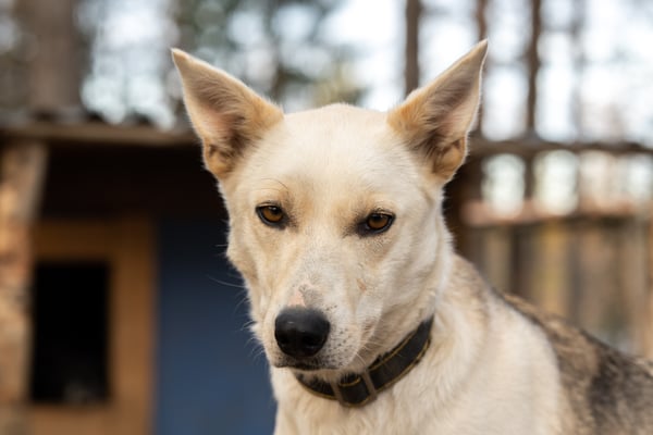 CANDY, geb 01.03.2014 