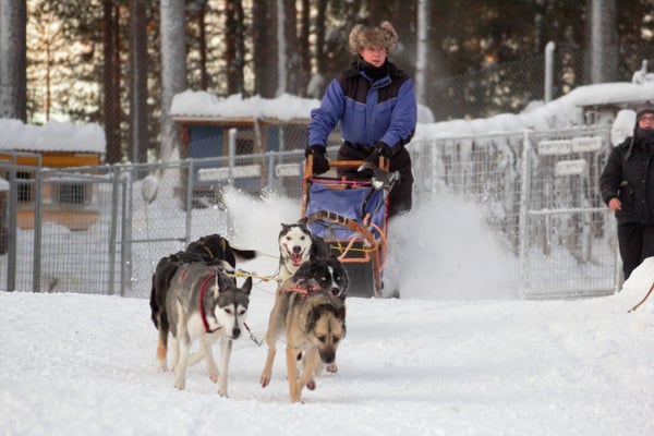 Urlaub mit Schlittenhunden auf einer Huskyfarm in Schweden