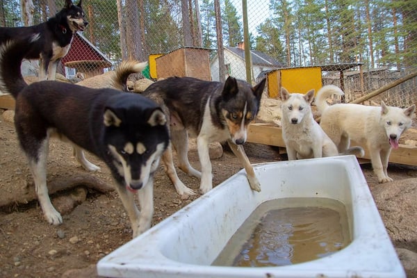 Schlittenhunde im Badespaß 