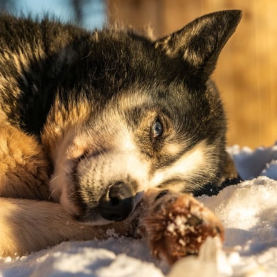 Unser pensionierter Leithund NEO