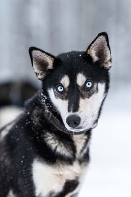 DIVA, geb 22.10.2022 - Pate: Michael Dorsch, Gerhard Hinz