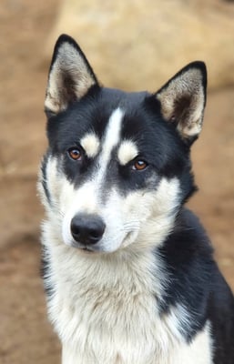 CHESTER, geb. 15.01.2022 - Pate: Martina Schmitt, Sven Kohlhase