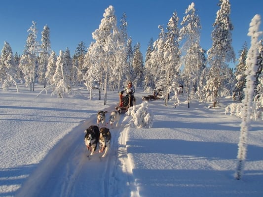slädhundstur genom skogen