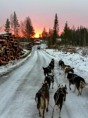 Huskys laufen in Lappland