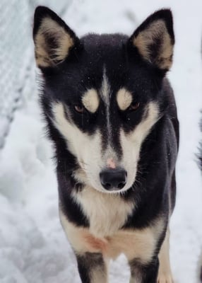 TUNDRA, geb 17.09.2019 - Pate: Susanne Nitsche